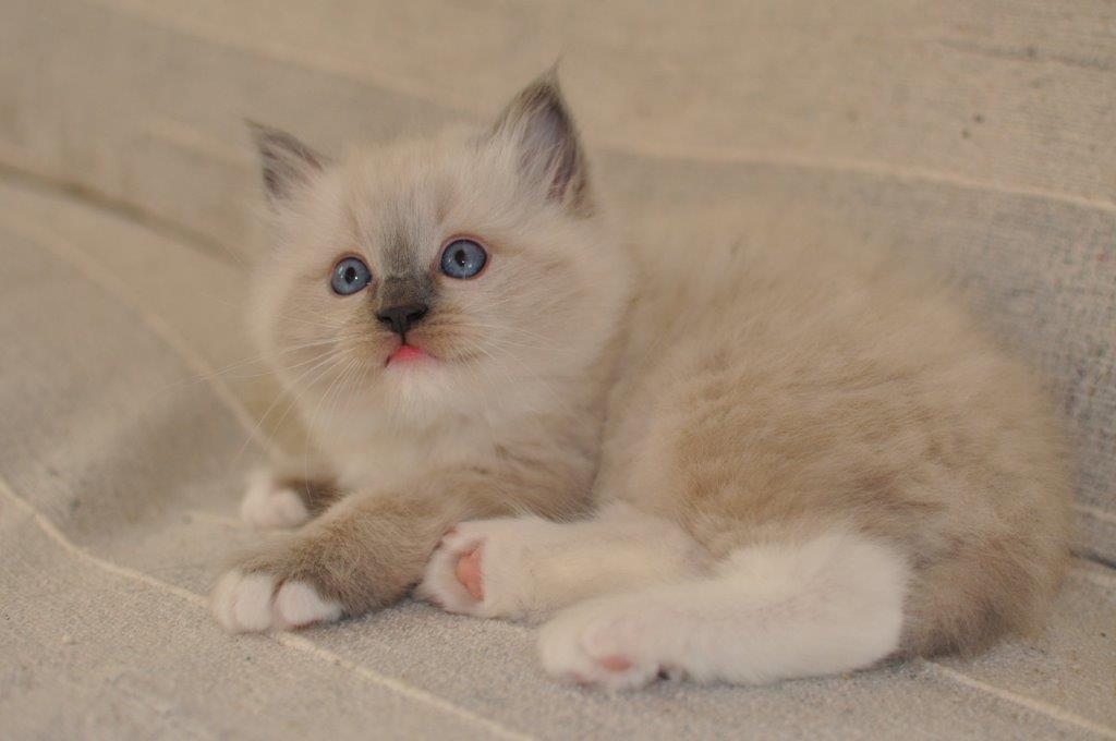 Ragdoll DK Fjordbækken's Santino billede 11