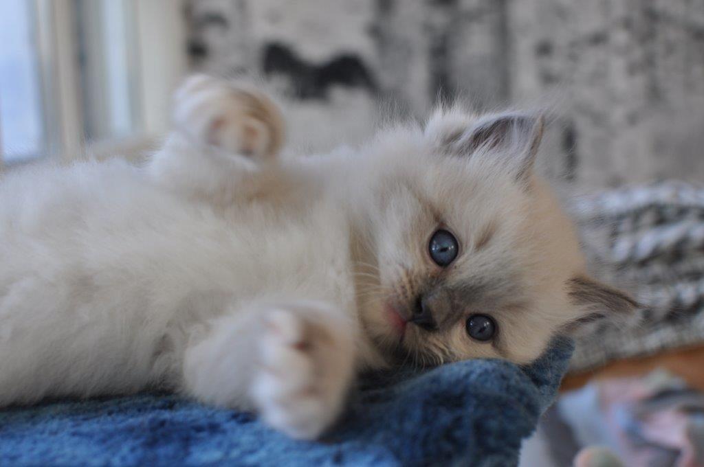 Ragdoll DK Fjordbækken's Santino billede 12