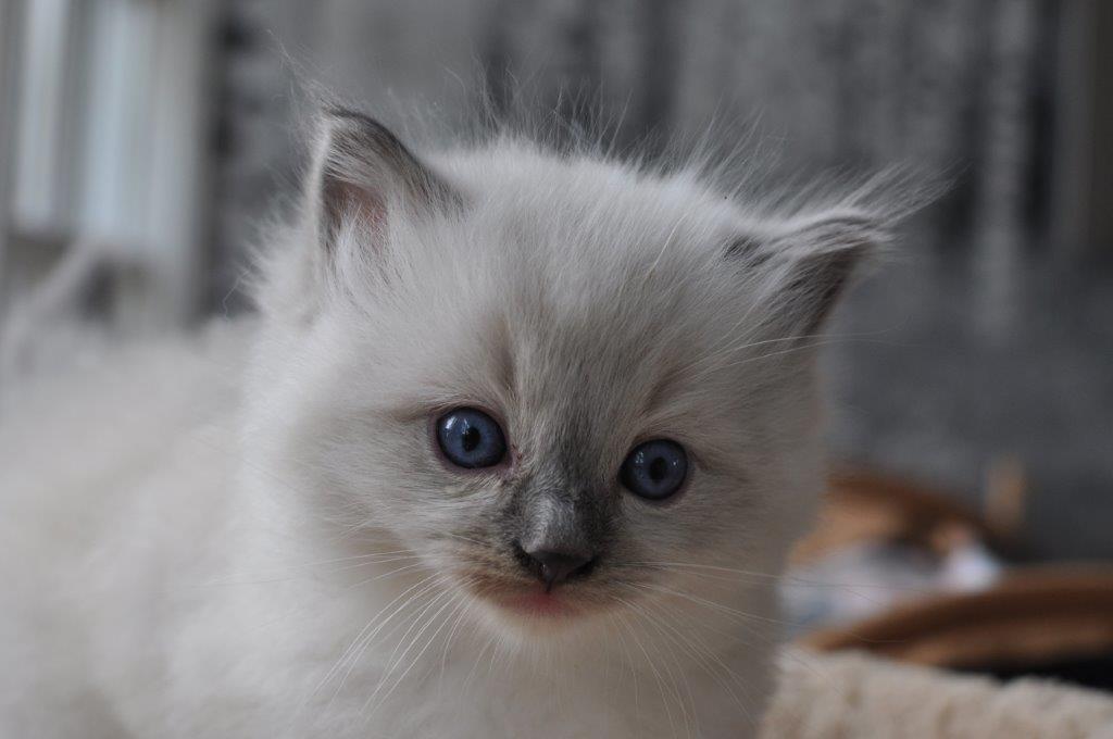 Ragdoll DK Fjordbækken's Santino billede 13