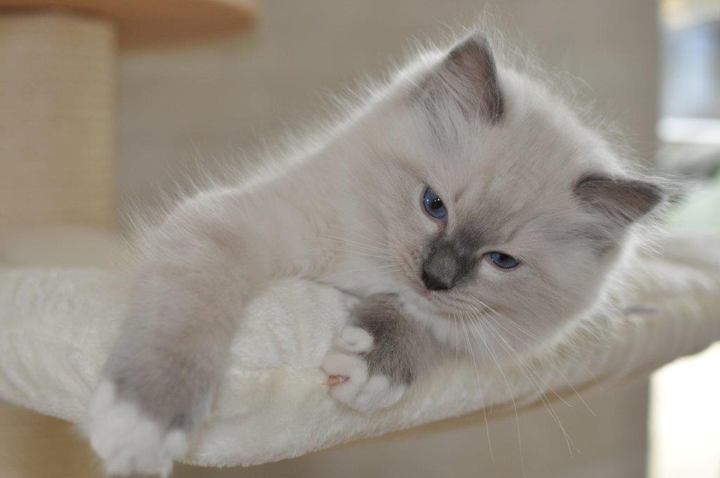 Ragdoll DK Fjordbækken's Santino billede 3