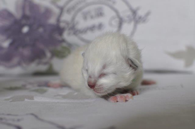 Ragdoll DK Fjordbækken's Santino billede 15