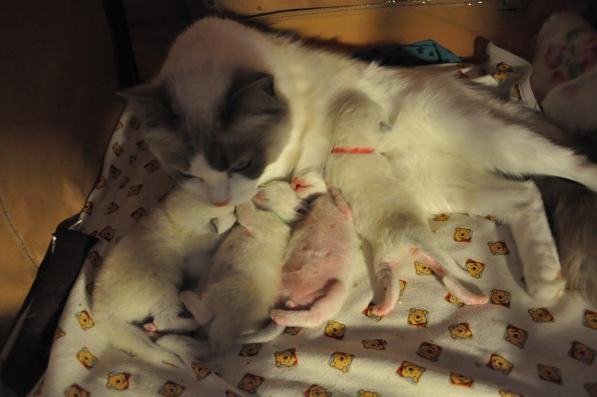 Ragdoll DK Fjordbækken's Santino billede 16