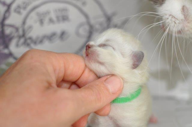 Ragdoll DK Fjordbækken's Santino billede 17