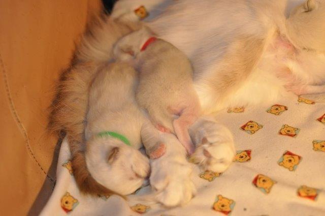 Ragdoll DK Fjordbækken's Santino billede 18