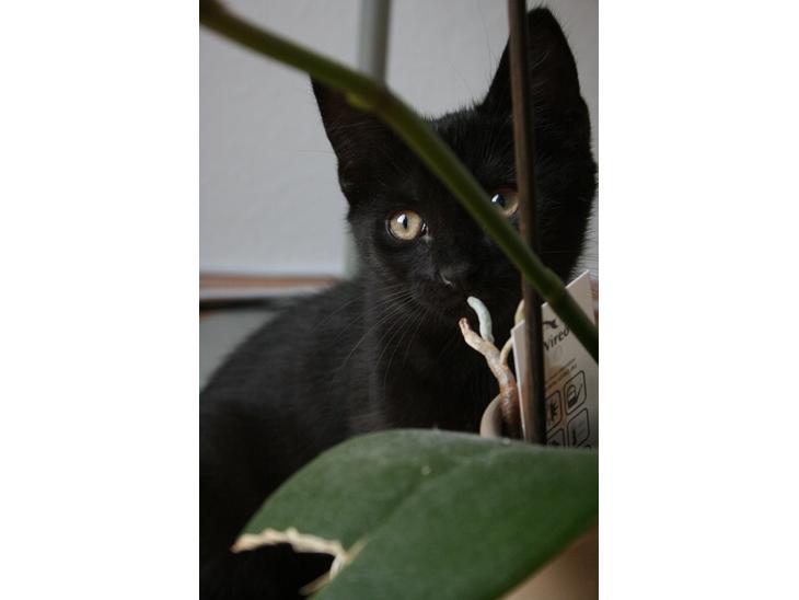 Huskat Figaro billede 1