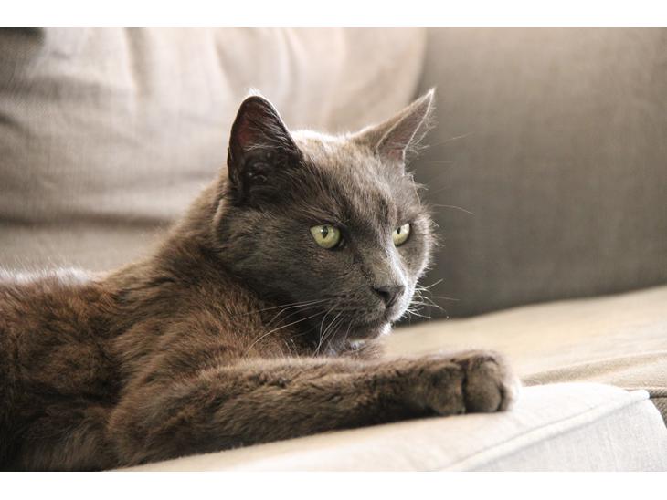 Blanding af racer Alberto (himmel kat) billede 1