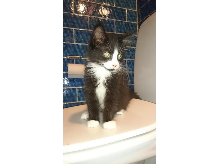 Huskat Mia EFTERLYSNING  billede 1