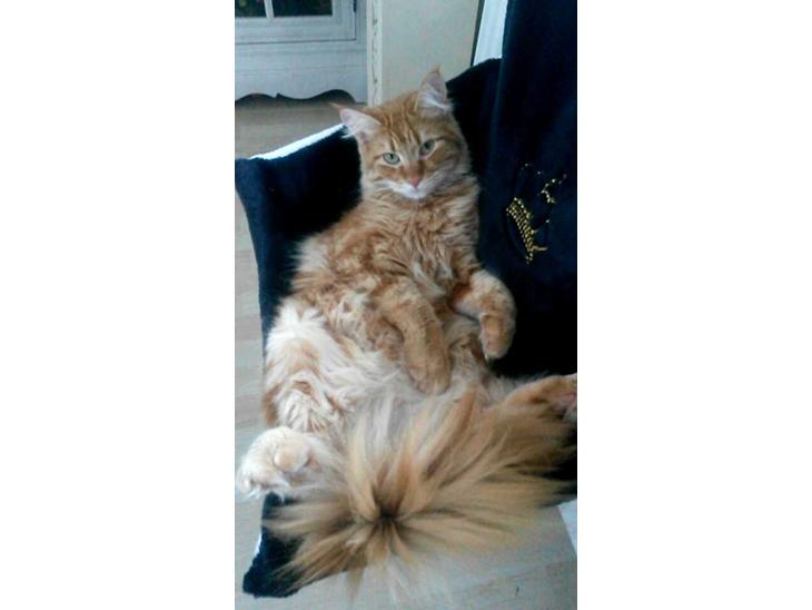 {{currentPhoto.altText}} billede {{currentPhoto.number}}