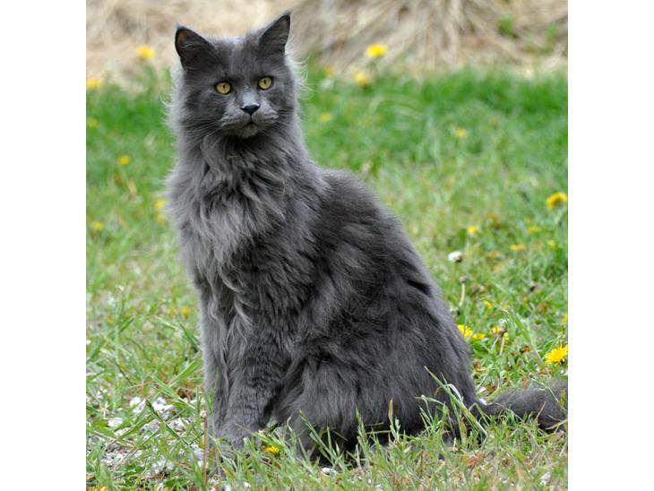 Maine Coon Marcus billede 1