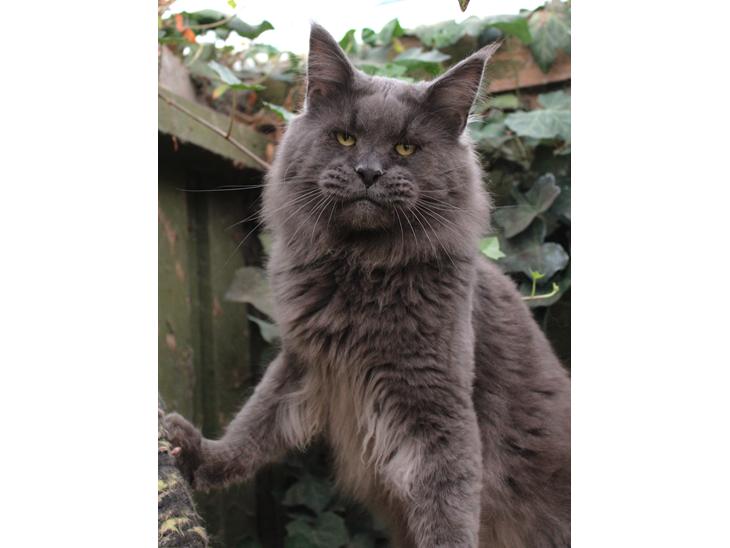 Maine Coon DK Proud Danish Prince Charming billede 1