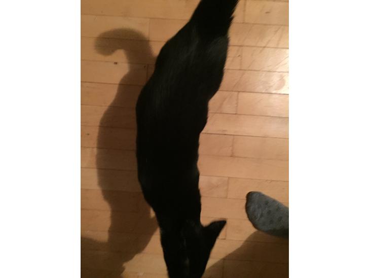 Huskat Frida billede 1