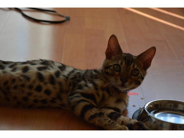 Bengal Bobbi billede 1