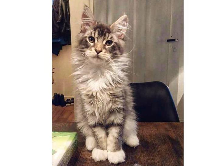 Maine Coon Calvin - Calvin 17 uger. flot! <3 billede 1