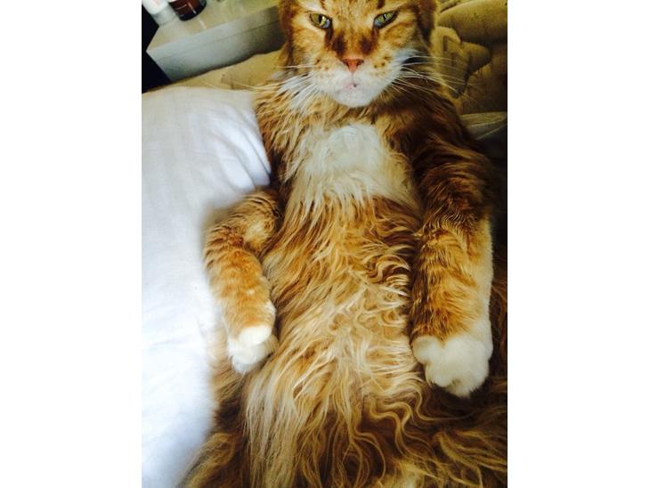 Maine Coon Cæsar billede 0