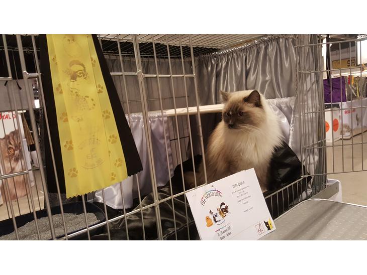 Ragdoll Arsenal bliv Grand International Premier - IP Arsenal FIFe World Show 2015  - CAGPIP certifikat  billede 1