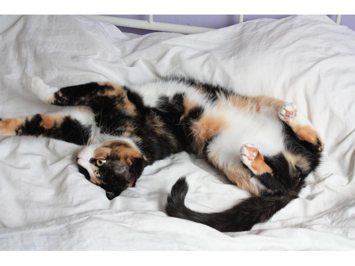 Huskat Tippi (Mormis) [Himmelkat] billede 1