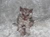 Selkirk Rex  Tzari Revolution (Lulu)