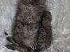 Selkirk Rex  Tzari Amphetamine