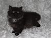 Selkirk Rex  Tzari Dark Dance [Tidl. kat]