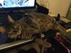 Huskat Oscar *Himmelkat* [Tidl. kat]