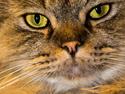 British Longhair Crazy Cute Cats Felix