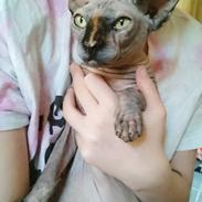 Sphynx Malou