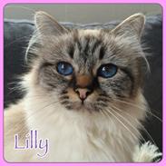 Hellig Birma Lilly (D´Lies Tommelise)
