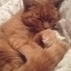 Huskat Pingo(Min bedsteven gennem 13 år)