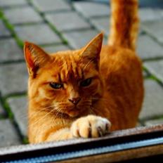 Huskat Pingo(Min bedsteven gennem 13 år)