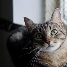 Europé Boholdt Orla Frøsnapper (Tiko)