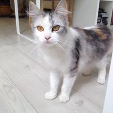 Blanding af racer Tiggi