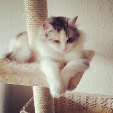 Blanding af racer Tiggi