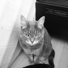 Blanding af racer Silke