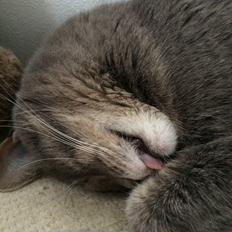 Blanding af racer Silke