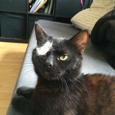 Blanding af racer Jack