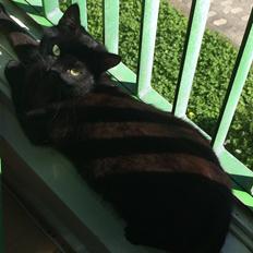 Blanding af racer Jack