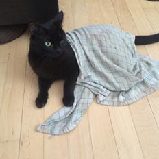 Blanding af racer Jack