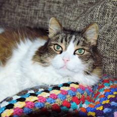 Blanding af racer Kattekismus