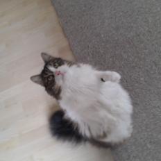 Blanding af racer Kattekismus