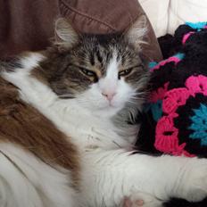 Blanding af racer Kattekismus