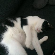 Huskat Tutte (Gizmo)