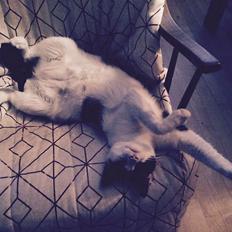 Huskat Tutte (Gizmo)