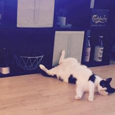 Huskat Tutte (Gizmo)