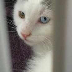 Blanding af racer Thor