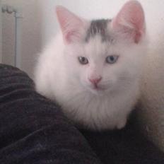 Blanding af racer Thor