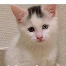 Blanding af racer Thor