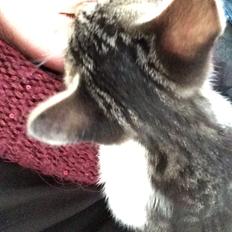 Huskat Sallie