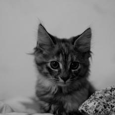 Blanding af racer Marie