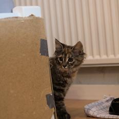 Blanding af racer Marie