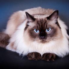 Ragdoll DK Vandoll Youthfull Yoda rag n